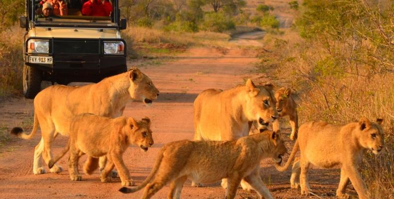 Hoyo Hoyo Safari Lodge - Talamati Lion Pride