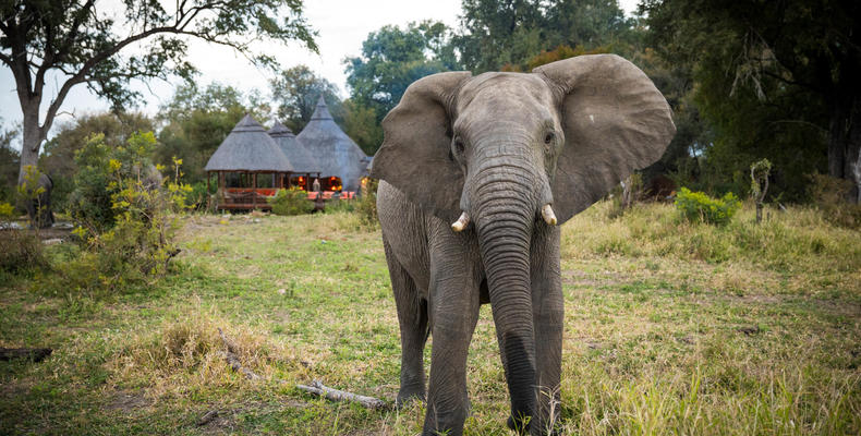 Hoyo Hoyo Safari Lodge - Wildlife - Elephant 2