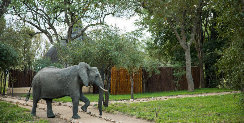 Hoyo Hoyo Safari Lodge - Wildlife - Elephant 3