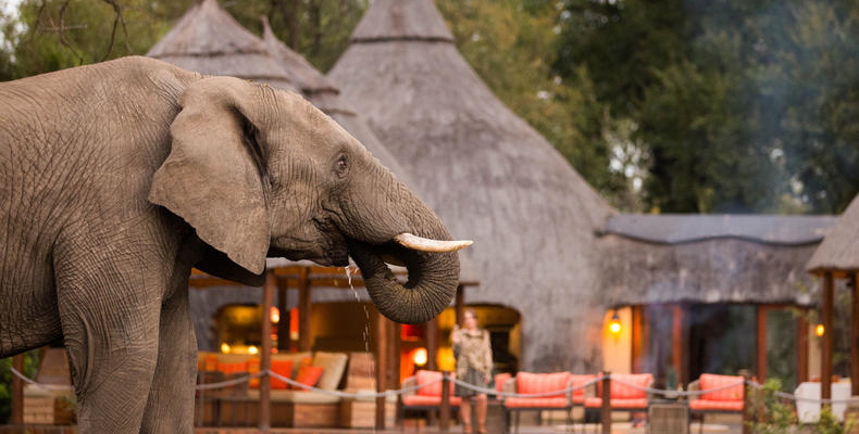 Hoyo Hoyo Safari Lodge - Wildlife - Elephant 4