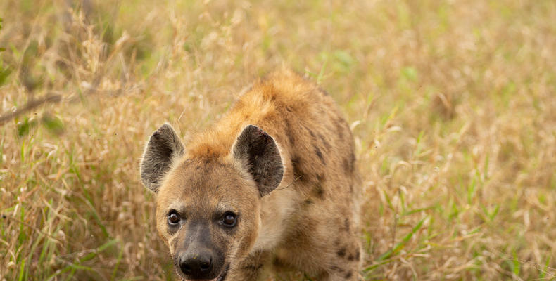 Hoyo Hoyo Safari Lodge - Wildlife Hyena