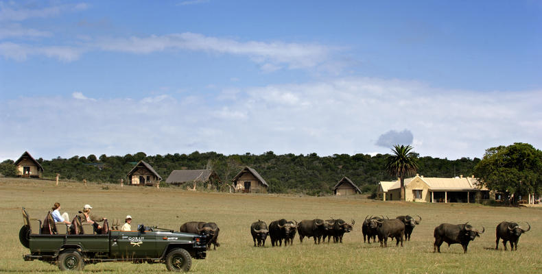 Gorah Elephant Camp Game Drive 