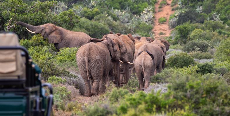 Kwandwe Private Game Reserve