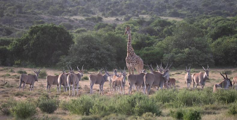 Kwandwe Private Game Reserve