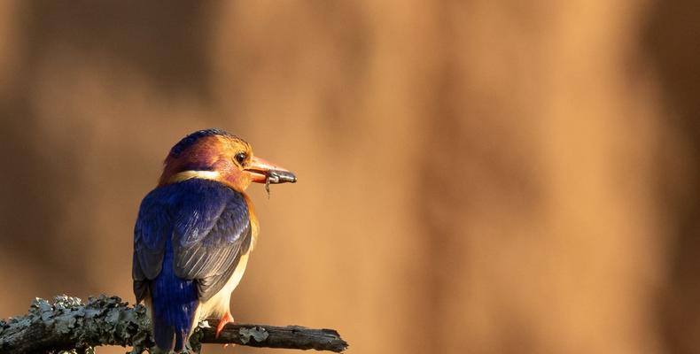 Kwandwe Private Game Reserve