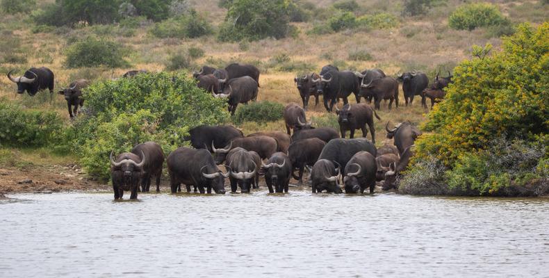 Kwandwe Private Game Reserve