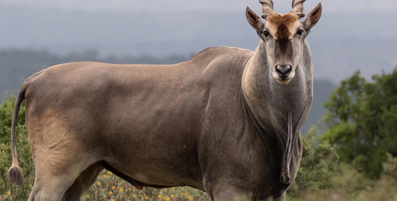 Kwandwe Private Game Reserve