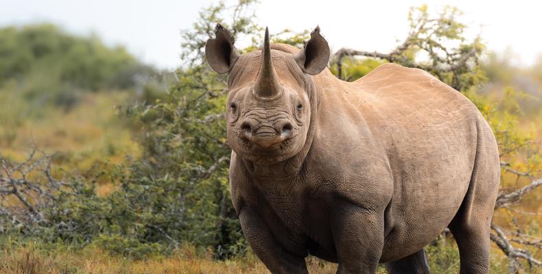 Kwandwe Private Game Reserve