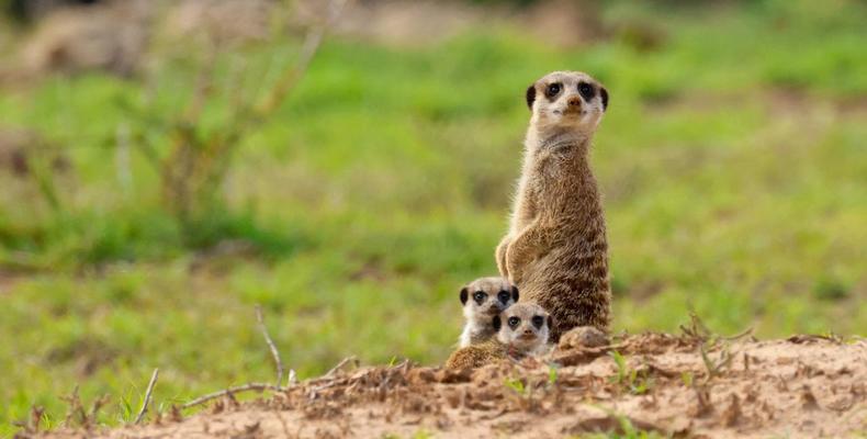 Kwandwe Private Game Reserve