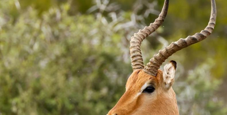 Kwandwe Private Game Reserve