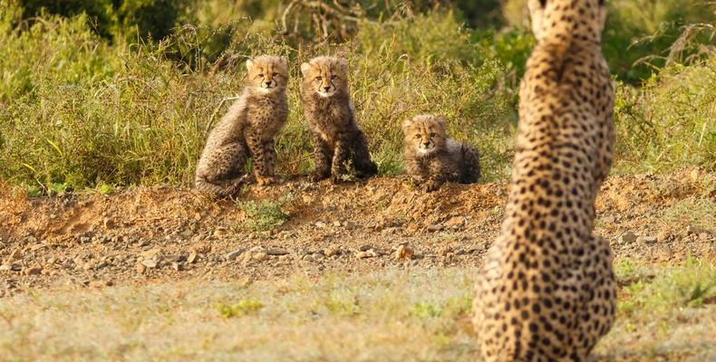 Kwandwe Private Game Reserve