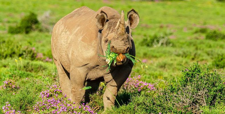 Kwandwe Private Game Reserve