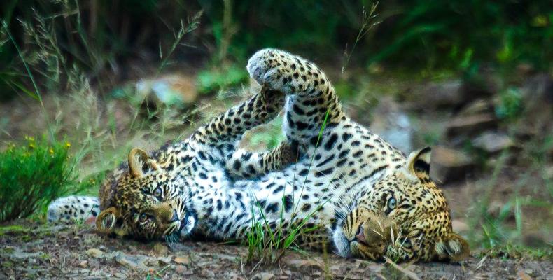 Kwandwe Private Game Reserve