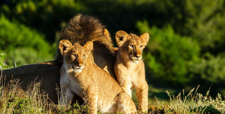 Kwandwe Private Game Reserve