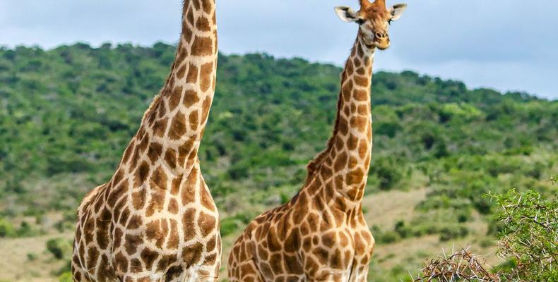 Kwandwe Private Game Reserve