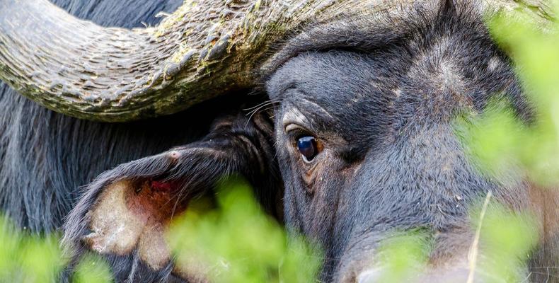 Kwandwe Private Game Reserve