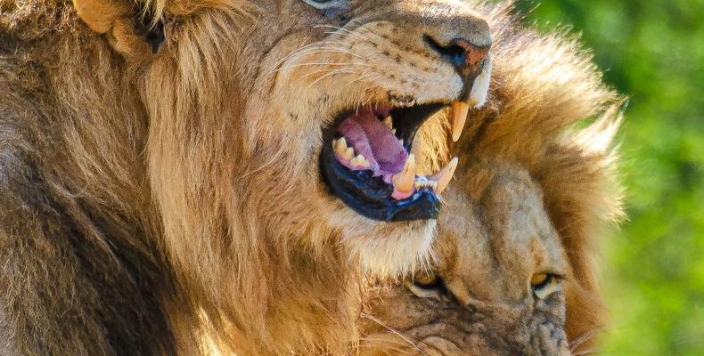 Kwandwe Private Game Reserve