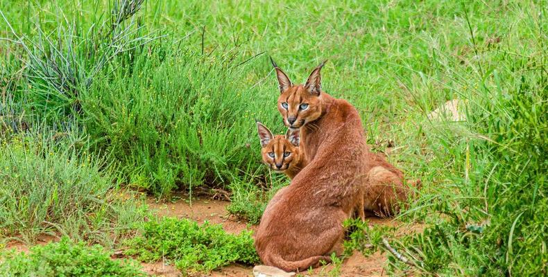 Kwandwe Private Game Reserve