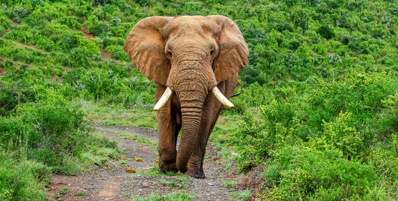 Kwandwe Private Game Reserve