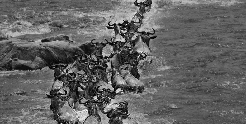 The Great Migration