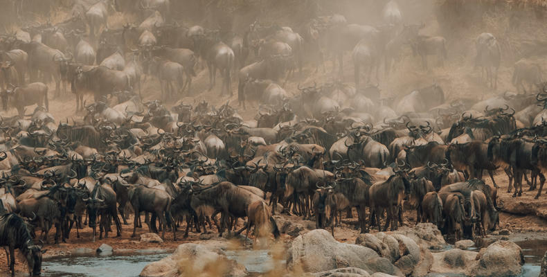 Pulse of the Savannah