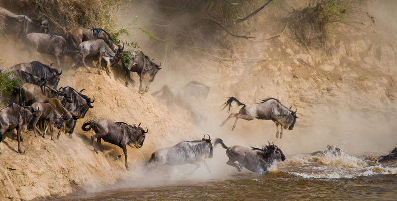 Migration crossing 