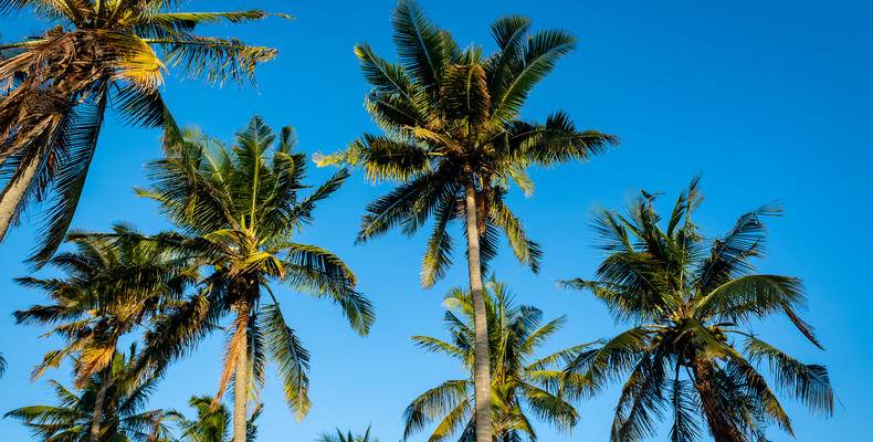 Tropical Scenes in Inhambane