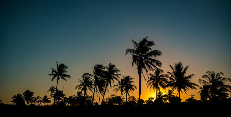 Palm Trees at Sunset