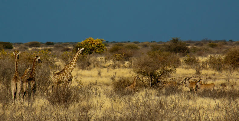 Game Drives