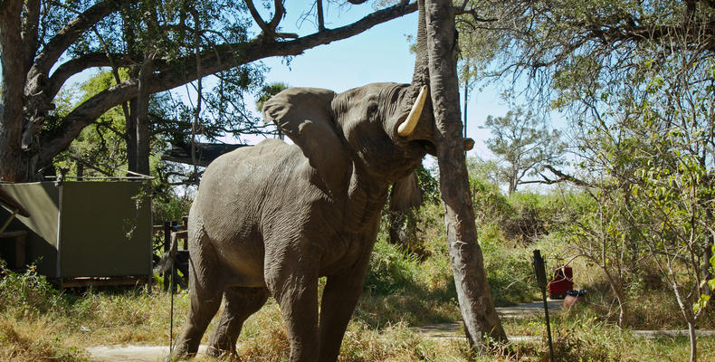 Elephant in Camp