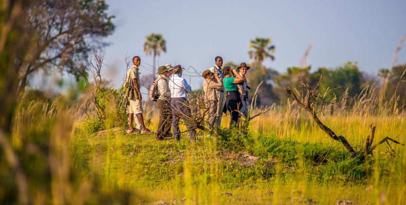 Oddballs' Camp Walking Safari