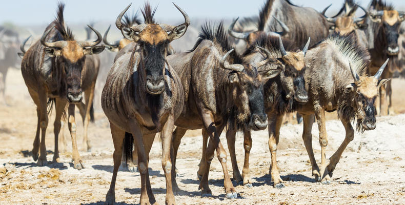 Nxai Pans Day Trip Experience
