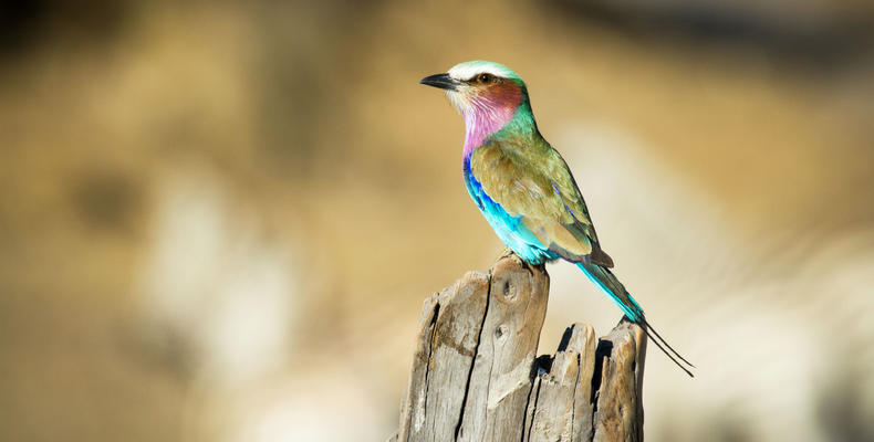 Birdwatching 
