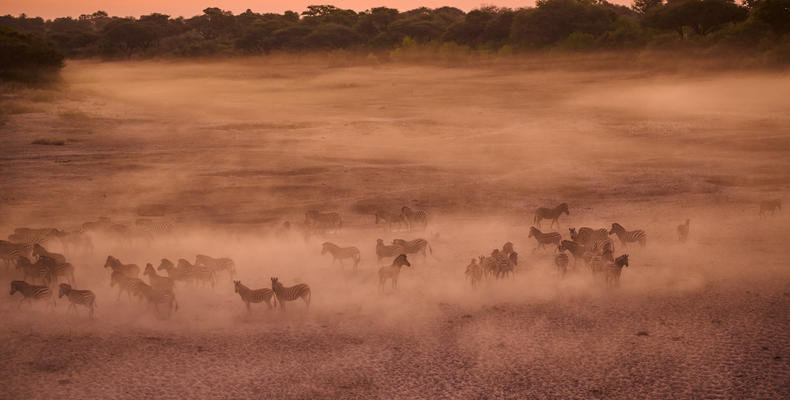 In-Lodge Game Viewing 