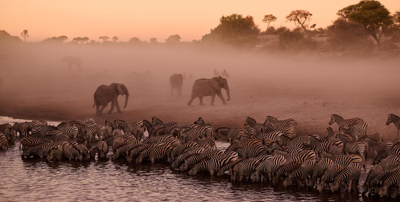In-Lodge Game Viewing