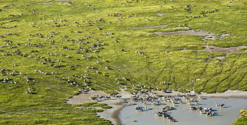 Scenic Helicopter Flights