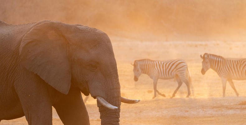 In-Lodge Game Viewing