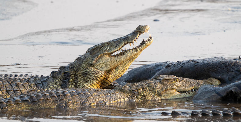 In-Lodge Game Viewing