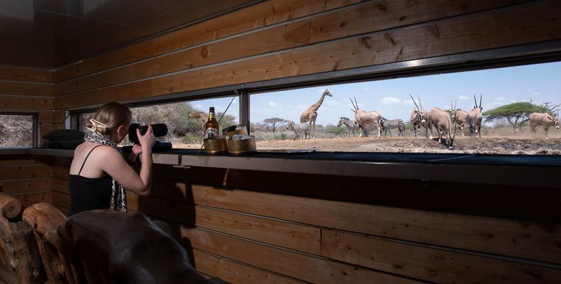Game viewing from the hide