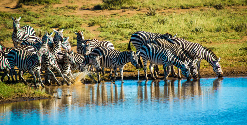 Zebras at a Waterhole