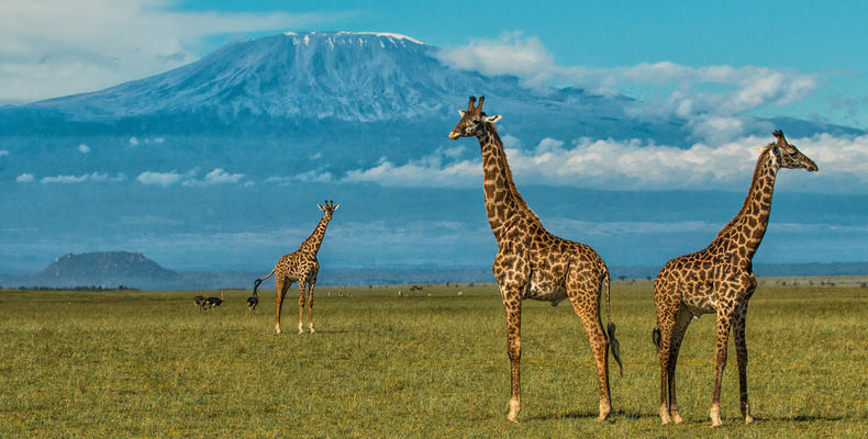 Giraffe at the Foot of Kilimanjaro