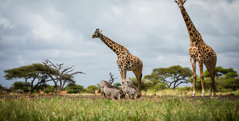 ol Donyo Waterhole