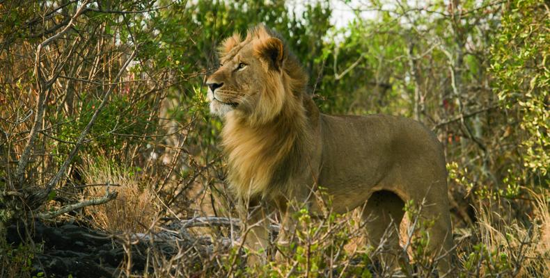 Young Male Lion