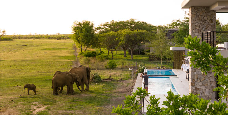 Watching Elephants