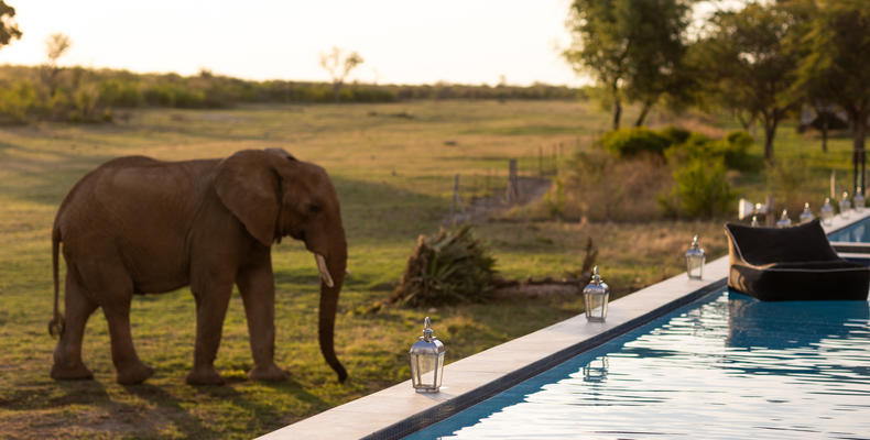 Pool safari