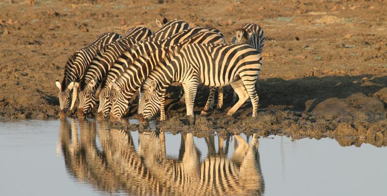 A dazzle of zebra 