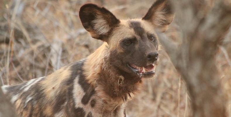 Wild dog in Madikwe 