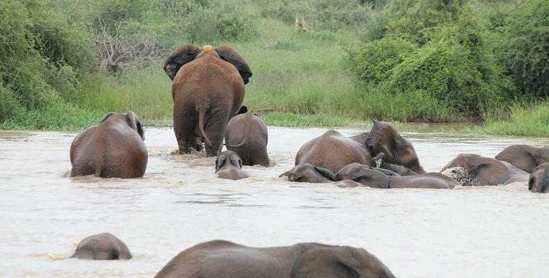 Bathing elephants 