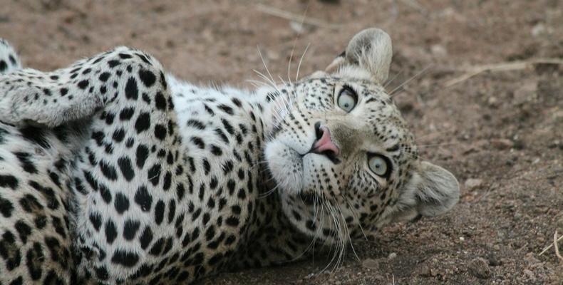 Lazy leopard 