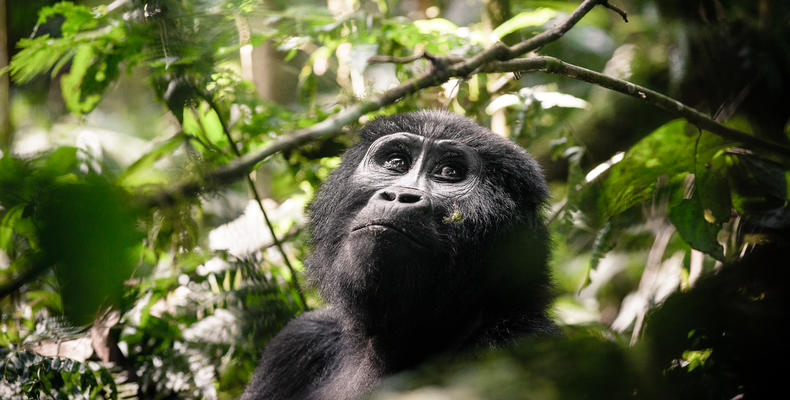 Sanctuary Gorilla Forest Camp Gorilla